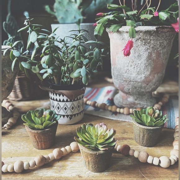 Three Potted Succulents - Picture 3 of 8